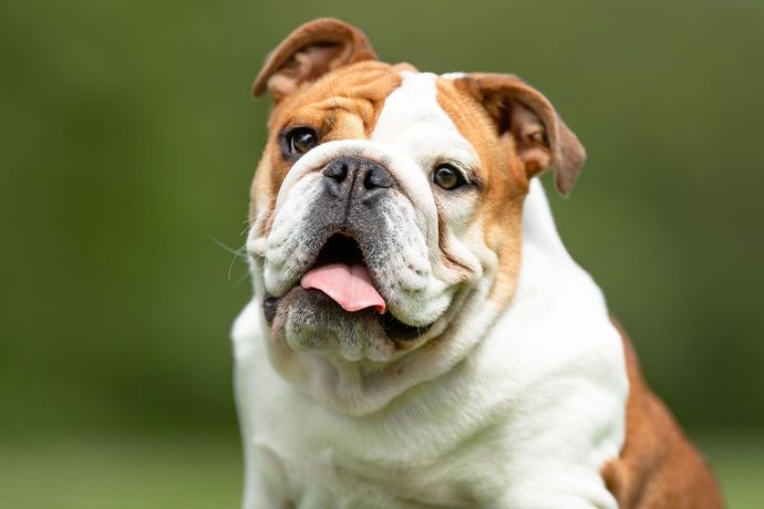 Whats your favorite breed of dog?