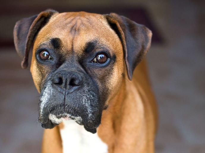 Whats your favorite breed of dog?