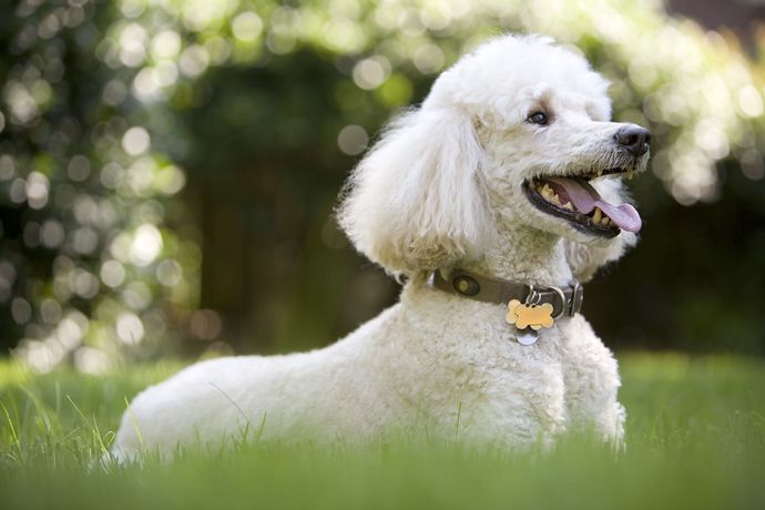Whats your favorite breed of dog?