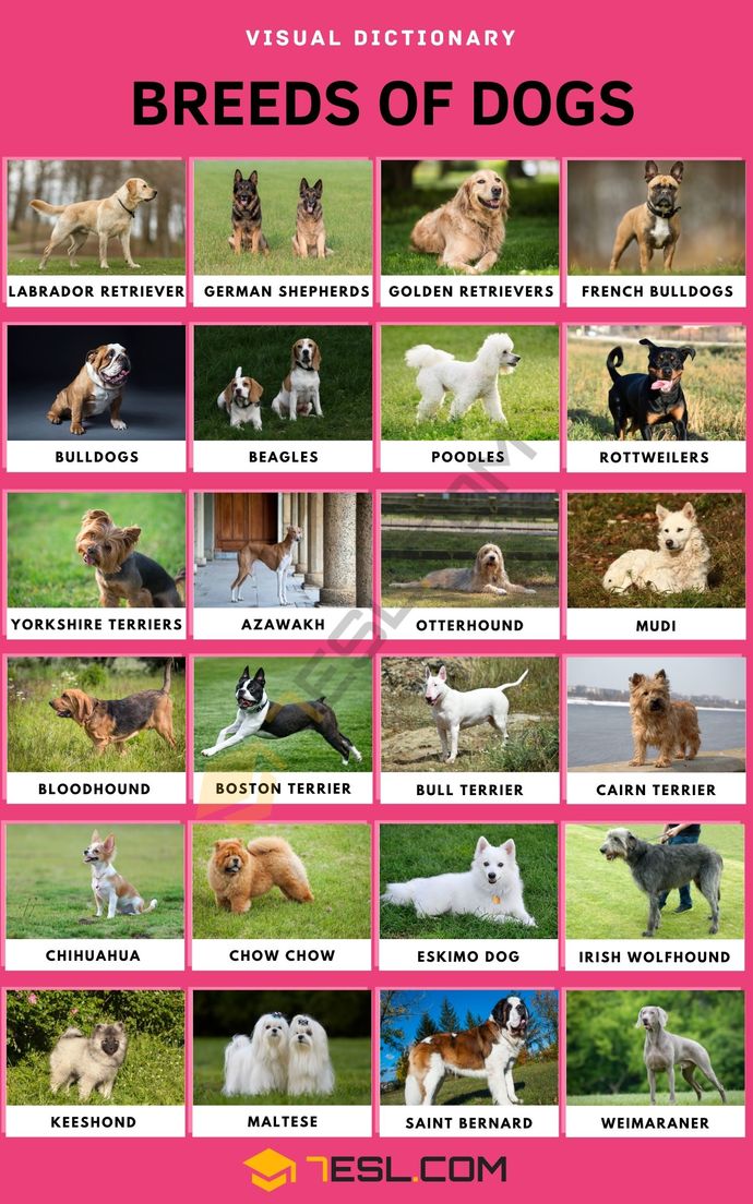 Whats your favorite breed of dog?
