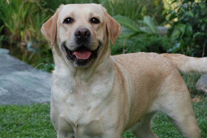 Whats your favorite breed of dog?