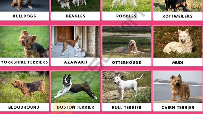What's your favorite breed of dog?
