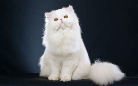 Whats your favorite breed of cats?