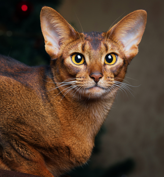 Whats your favorite breed of cats?