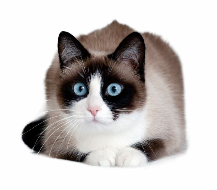 Whats your favorite breed of cats?