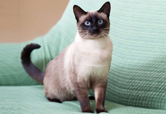 Whats your favorite breed of cats?