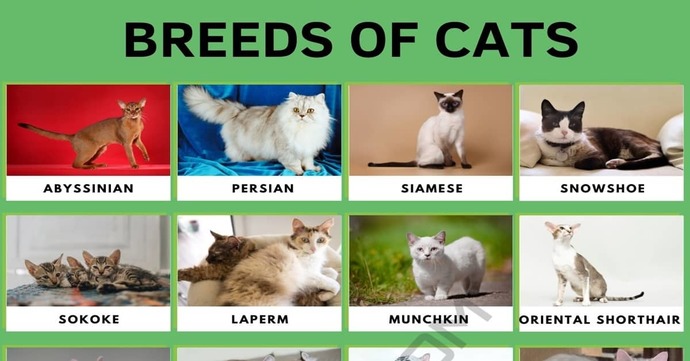 Whats your favorite breed of cats?