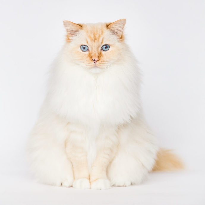Whats your favorite breed of cats?