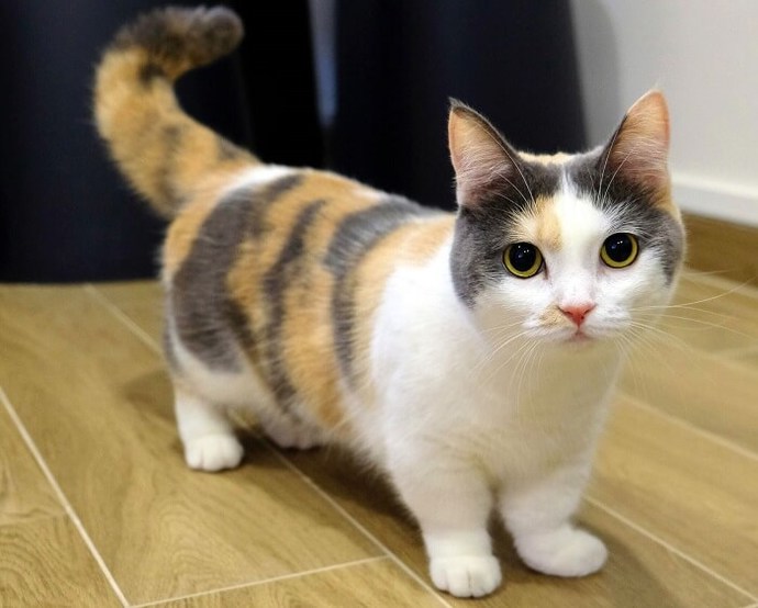 Whats your favorite breed of cats?