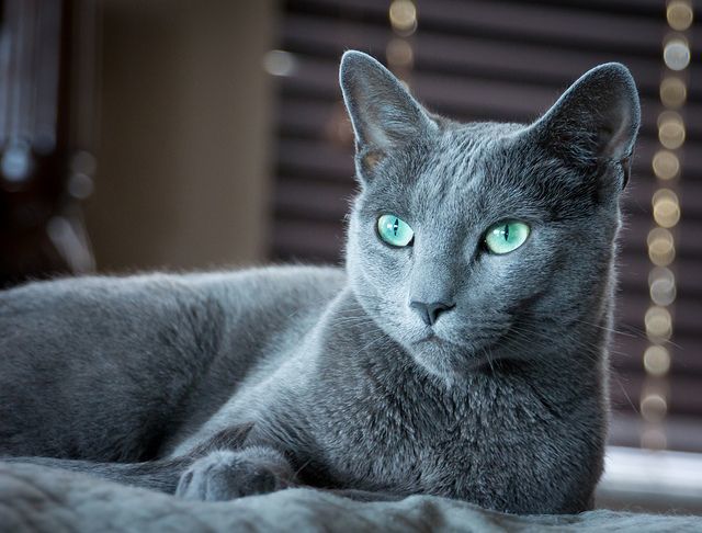 Whats your favorite breed of cats?