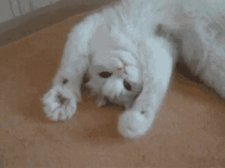 What's your favorite breed of cats?