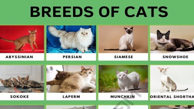 What's your favorite breed of cats?