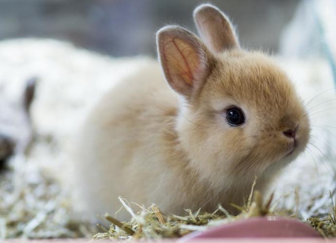 Whats your favorite breed of rabbits?