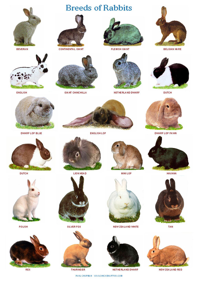 Whats your favorite breed of rabbits?