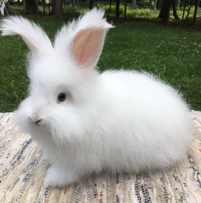 Whats your favorite breed of rabbits?
