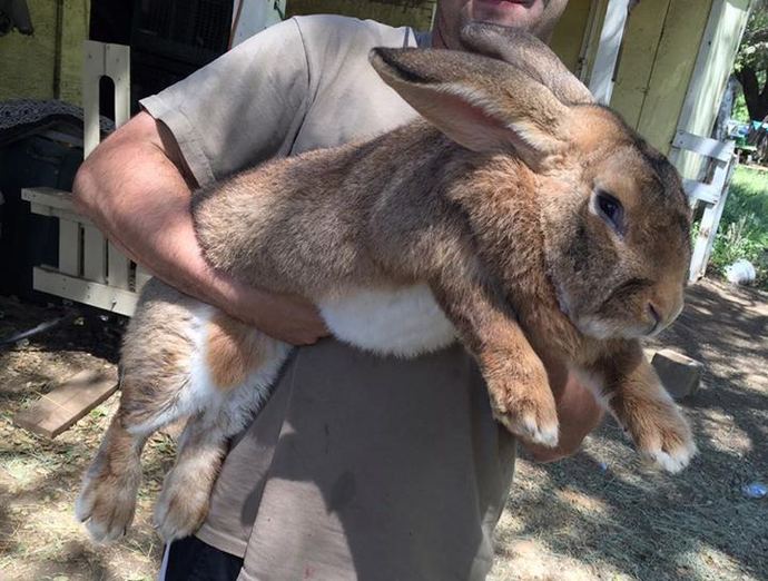 Whats your favorite breed of rabbits?
