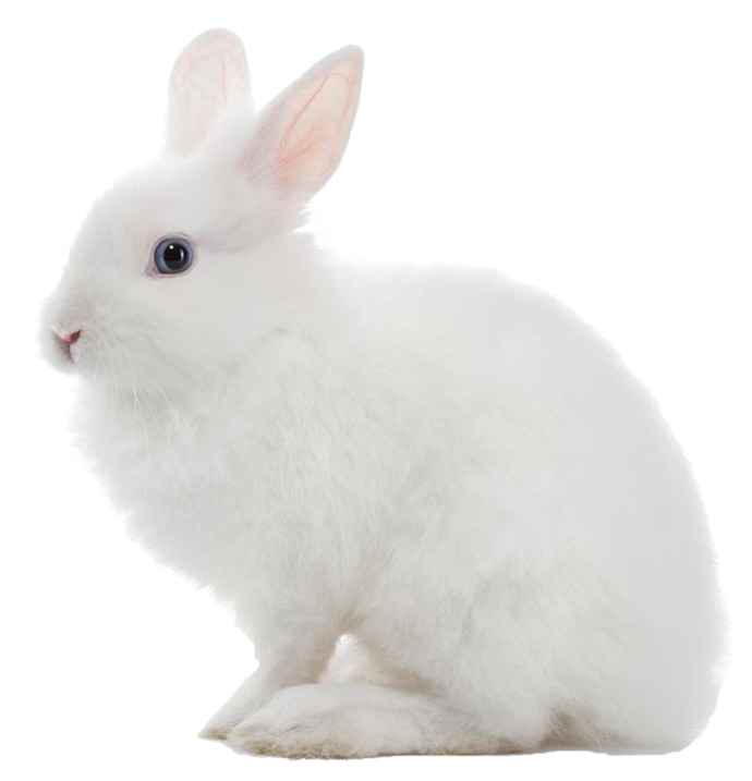 Whats your favorite breed of rabbits?