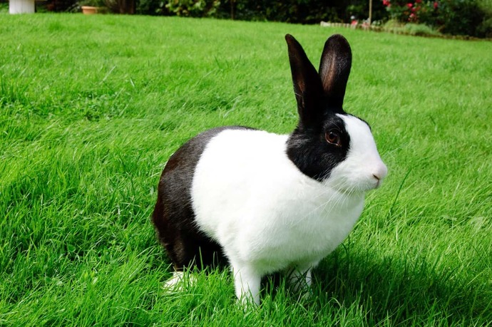 Whats your favorite breed of rabbits?