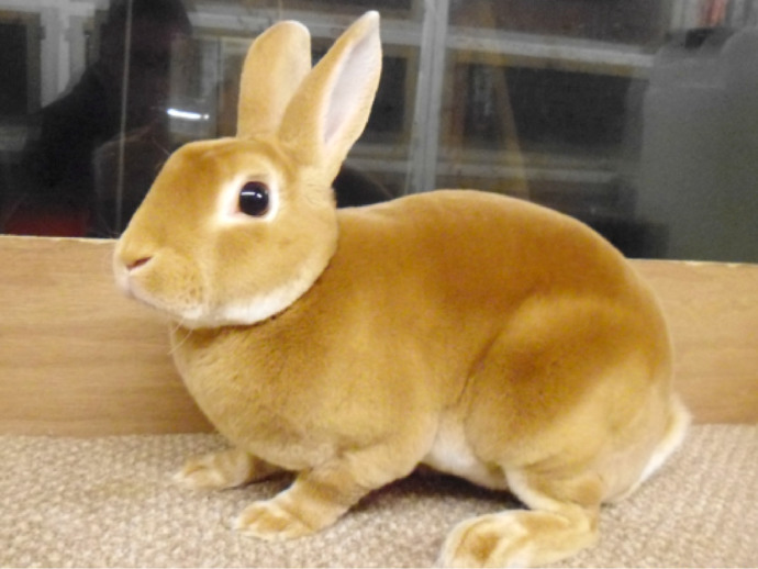 Whats your favorite breed of rabbits?