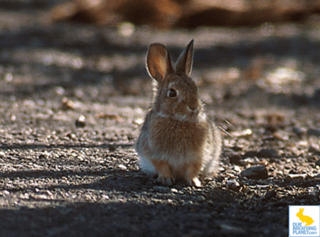 Whats your favorite breed of rabbits?