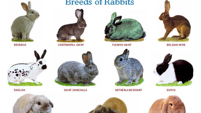 What's your favorite breed of rabbits?
