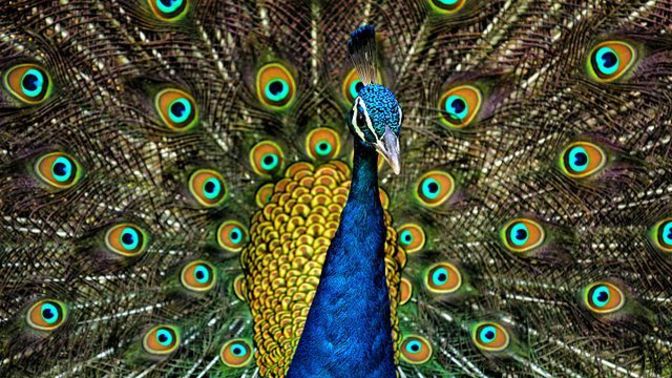 If men were birds, what colours would you girls like us to display?