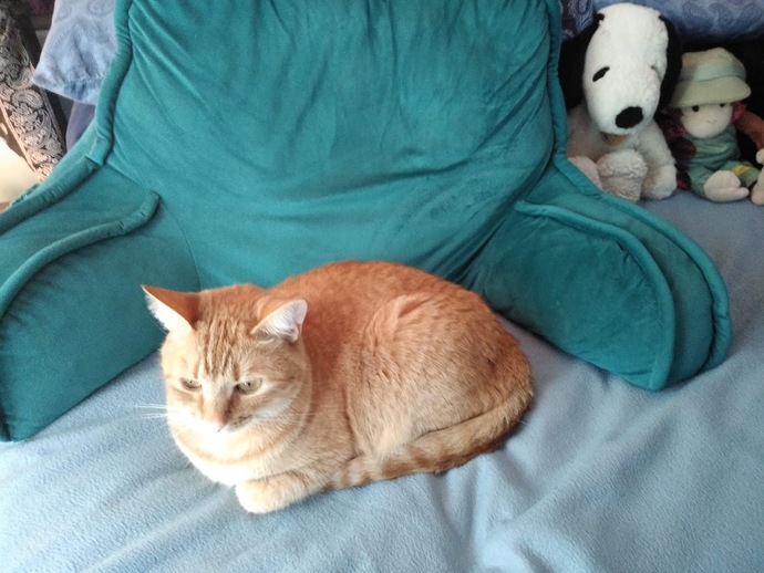 Why Do people assume that men prefer dogs and women's cats?