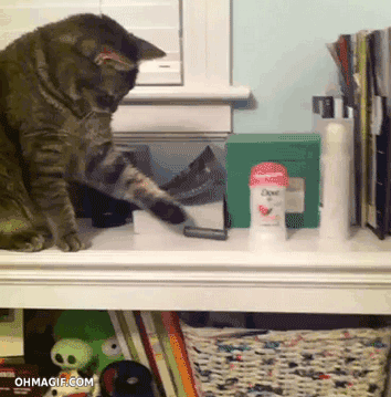 Obviously the earth cannot be flat because if it was all the cats of the world would push everything off the edge. True or false?
