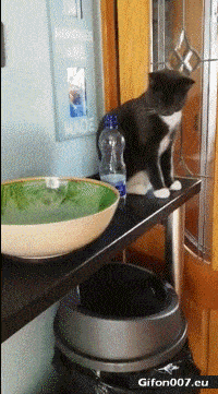 Obviously the earth cannot be flat because if it was all the cats of the world would push everything off the edge. True or false?