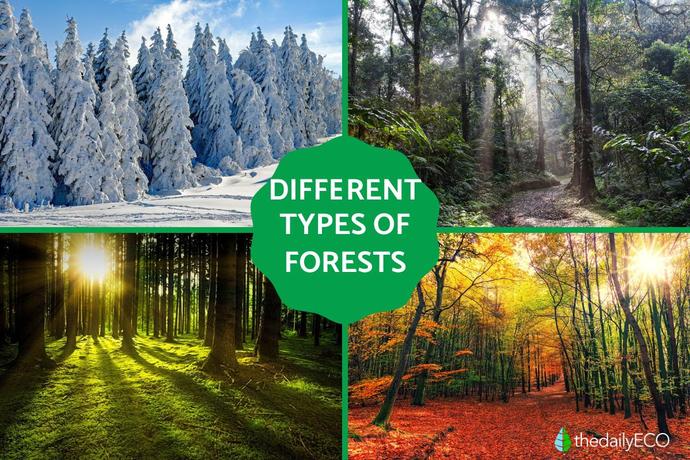 Whats your favorite type of forest?