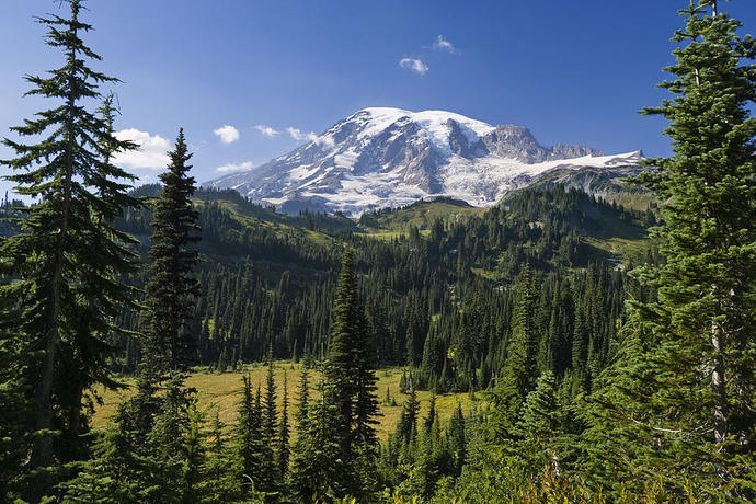 Whats your favorite type of forest?