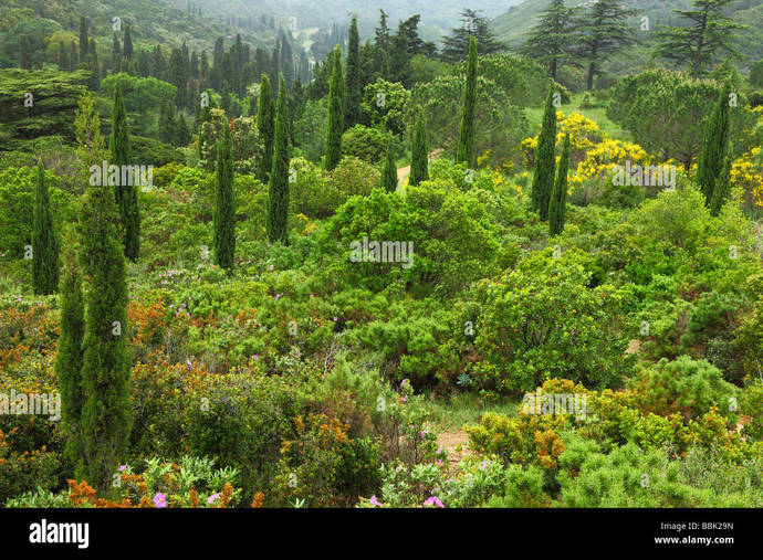 Whats your favorite type of forest?