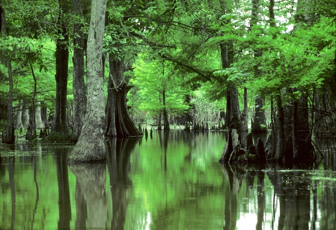 Whats your favorite type of forest?