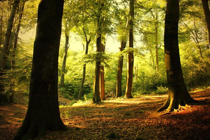 Whats your favorite type of forest?