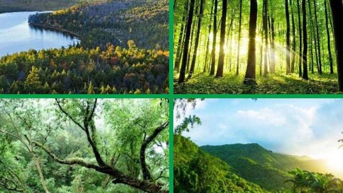 What's your favorite type of forest?