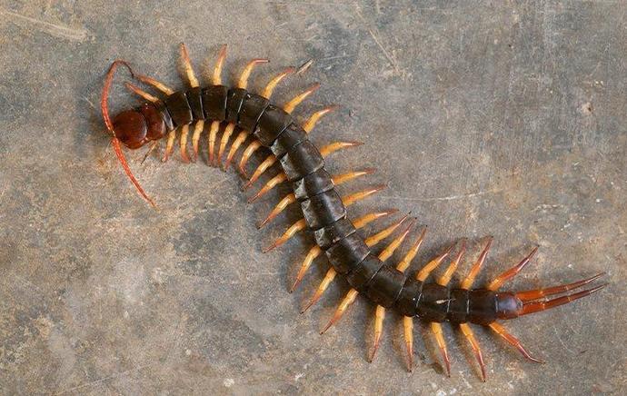 Which insect is more scary and evil looking ?