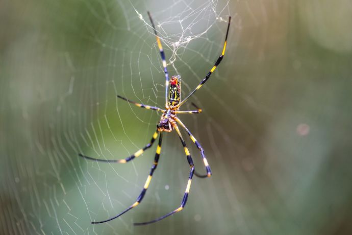 Which insect is more scary and evil looking ?