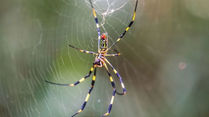 Which insect is more scary and evil looking?