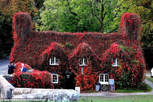 Do you like plant covered houses?