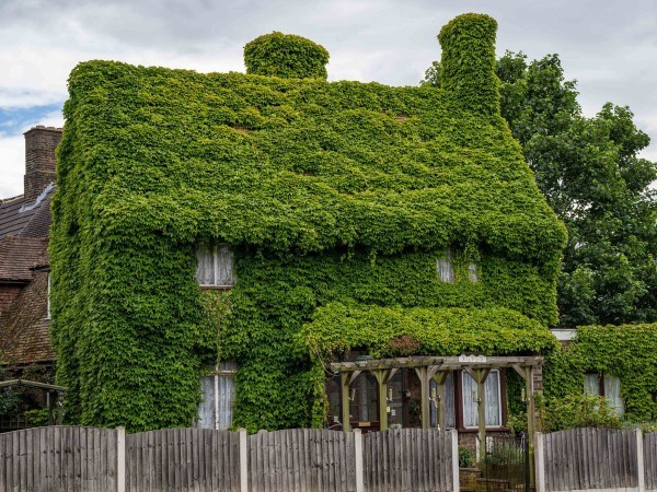 Do you like plant covered houses?
