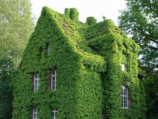 Do you like plant covered houses?