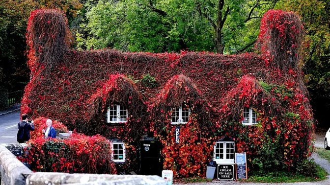 Do you like plant covered houses?
