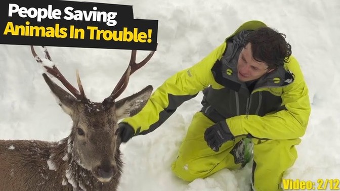Are those videos where a person is seen saving an animal in danger completely true?