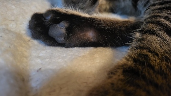 Do you think taking my cat to the vet would be a good idea?