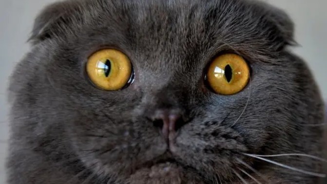 Should Scotland Ban Cats?