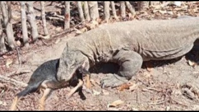 How do you feel about seeing goats get eaten alive by Komodo dragons?