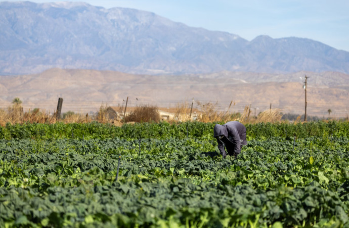 Since Trumps immigration policies are scaring away essential produce workers, whos lining up to take these low paying hard jobs?