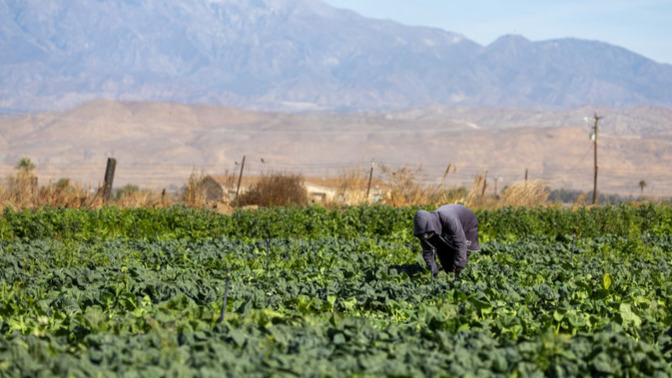Since Trump's immigration policies are scaring away essential produce workers, who's lining up to take these low paying hard jobs?