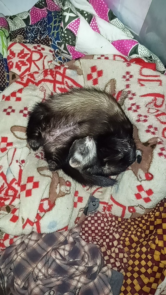 Theres a rat sleeping on the floor in my closet, what do I do?