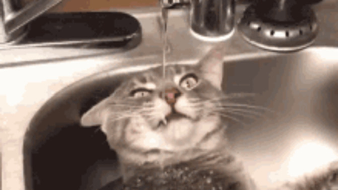 What main way do you usually drink your water?